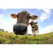 Gracie Oaks Young Cows by Astrid860 - Wrapped Canvas Photograph Metal | 32 H x 48 W x 1.25 D in | Wayfair A5A98577131A43E6838627103A475115