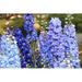 Ebern Designs Delphinium, Candle Delphinium, English Larkspur, Tall Larkspur - Wrapped Canvas Photograph Canvas | 8 H x 12 W x 1.25 D in | Wayfair