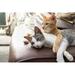 Ebern Designs Cats - Wrapped Canvas Photograph Canvas | 8 H x 12 W x 1.25 D in | Wayfair 905CB105B12B45C8B8BA9625231522E6