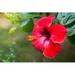 Bay Isle Home™ Red Hibiscus Flower on a Green Background. in the Tropical Garden by Iurii Garmash - Wrapped Canvas Photograph Canvas | Wayfair