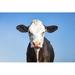 Gracie Oaks Black & White Cow, Grumpy Look, Pink Nose & as Background a Blue Sky - Wrapped Canvas Photograph Metal | 32 H x 48 W x 1.25 D in | Wayfair