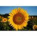 Gracie Oaks Close-up Image of a Sunflower in Summer by Liz W Grogan - Wrapped Canvas Photograph Canvas | 8 H x 12 W x 1.25 D in | Wayfair