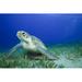 Bay Isle Home™ Green Sea Turtle - Wrapped Canvas Photograph Canvas | 20 H x 30 W x 1.25 D in | Wayfair 69ACB4B7AC834F8886FD04B6E8879901