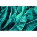 Bay Isle Home™ Tropical Banana Palm Leaf - Wrapped Canvas Photograph Canvas | 20 H x 30 W x 1.25 D in | Wayfair 5EFF8ACC2CCF4D06B35CAF5175C61339