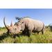 Ebern Designs Side View of a Large Rhinoceros Standing in the Grass - Wrapped Canvas Photograph Canvas | 8 H x 12 W x 1.25 D in | Wayfair