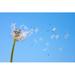 Ebern Designs Dandelion Being Blown in the Wind against Blue Sky - Wrapped Canvas Photograph Canvas | 8 H x 12 W x 1.25 D in | Wayfair