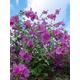 100 Tree Mallow Flower Seeds | Rose Mallow| Lavatera Trimestris| By Seedstocherish