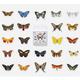 Vintage Butterfly Stickers Mini Box | Natural History Journal Collage Planner Scrapbook 46 Peel Off Sticker