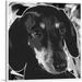 ARTCANVAS Dachshund Dog Breed Black White Canvas Art Print - Size: 18 x 18 (0.75 Deep)