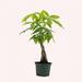 American Plant Exchange Live Money Tree Bonsai Plant, 4-Inch Pot, Perfect for Home & Office in Black | 12 H x 4 D in | Wayfair MONEY004