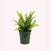 American Plant Exchange Kimberly Queen Fern, Live Plant, 6-Inch Pot, Easy-to-Grow Houseplant, Upright, Sword Like Fronds in Black | Wayfair