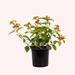 American Plant Exchange Lantana Confetti, 6-Inch Pot, Aeromatic Flowering Shrub, Live Muli-Color Flowering Plant in Black | 14 H x 4 D in | Wayfair