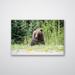 Loon Peak® Roadside Bear - Photograph Canvas/Metal in Brown/Green/Yellow | 32 H x 24 W x 0.12 D in | Wayfair 911D6A21A21648BBBBE9D7A2A46B676F