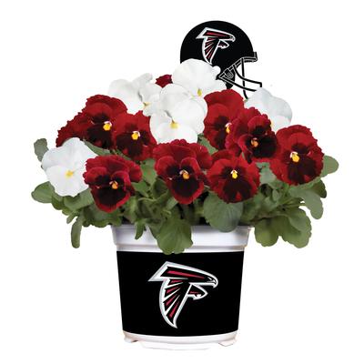 Atlanta Falcons Cool Weather Flower Mix