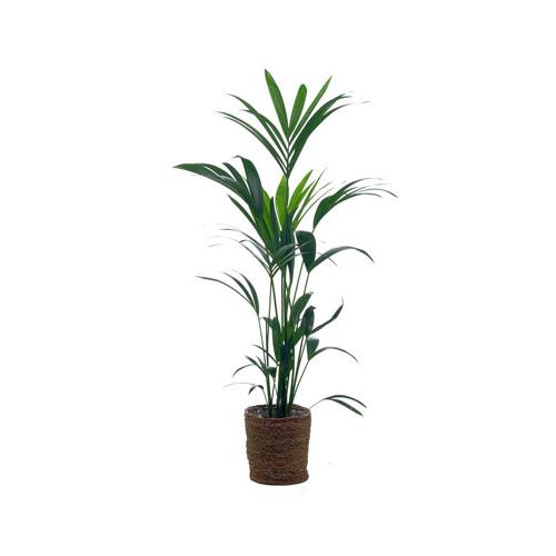 Zimmerpflanze »Areca-Palme« mit Topf