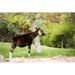 Ebern Designs Okapi Standing - Wrapped Canvas Photograph Metal | 32 H x 48 W x 1.25 D in | Wayfair F7B6EDA25E67440AA556D578A594C7E7