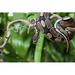 Ebern Designs Royal Python Snake - Wrapped Canvas Photograph Canvas | 8 H x 12 W x 1.25 D in | Wayfair E6E113D74ABE4ACEB17817B85FDC1CDC