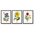 Red Barrel Studio® 3 Piece Wrapped Canvas & Framed Print Set - Blumen & Sonnenblume by New York Botanical Garden Canvas | Wayfair