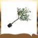 Primrue 46" Artificial Olive Tree Tree | 46 H x 20 W x 20 D in | Wayfair 2F1EBA7D849C4E82A0E05D7478DFAE9B