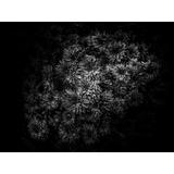 Ebern Designs Black & White Mum Bouquet - Wrapped Canvas Print Metal in Black/White | 24 H x 32 W x 1.25 D in | Wayfair