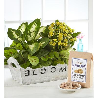 1-800-Flowers Seasonal Gift Delivery Bloom Dish Garden W/ Cookies