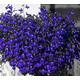 Flowering Plants - Lobelia 'Crystal Palace' - 12 x Full Plant Pack - Compact Plant Pack