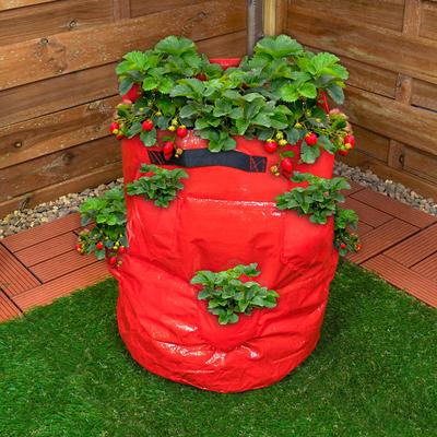 Strawberry Grow Bag 43L