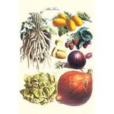 Vegetables; Lettuce Persimmon Turnip potato pumpkin Strawberries and Legumes. Illustration from a famous French seed catalog and the