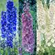 Delphinium Collection (3 X 9Cm Pots)