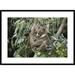 East Urban Home 'Koala Mother & Three Month Old Joey Resting' Framed Photographic Print on Canvas in Gray/Green | 36" W x 26" H | Wayfair