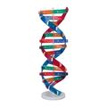 FitBest Human Gene DNA Model Spiral Technology Small Production Diy Bioscience