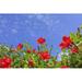 Bay Isle Home™ Hibiscus Flowers Blooming - Wrapped Canvas Photograph Canvas in Blue/Green/Red | 20 H x 30 W x 1.25 D in | Wayfair