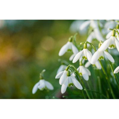 Hokku Designs Snowdrop Flowers - Wrapped Canvas Photograph Canvas in Green/White | 12 H x 18 W x 1.25 D in | Wayfair