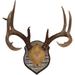 Outdoor Hunting Lab Deer Antler Mounting Plaque - Solid Poplar Antler Mount Kit for Mule Deer and Whitetail Deer 10 x 7.5