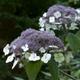 Hydrangea aspera 'Macrophylla'