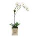 Mercer41 Orchid Floral Arrangement in Wooden Small Square Container in Brown | 26 H x 10 W x 6 D in | Wayfair CE8D85D7BEE1474FBC7C99050FF074F7