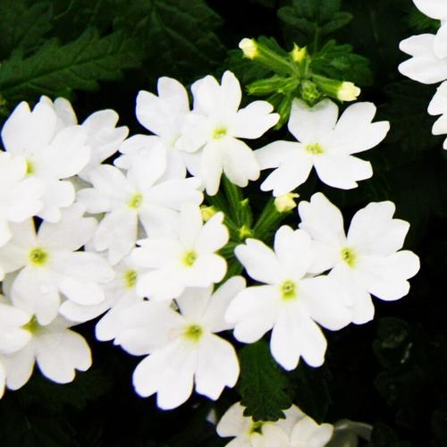 Exotenherz - Eisenkraut hängend - Verbena - 12cm Topf - Set mit 3 Pflanzen - weiss