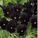 Viola F1 Sorbet Black Delight X20 Seed Deepest Purple Black, Fairy Flower Seeds