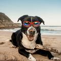 Dog Goggles Pet Sunglasses Adjustable Folding Eye Wear UVs Protection Windproof Polarized Sunglasses