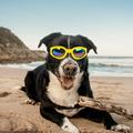 Dog Goggles Pet Sunglasses Adjustable Folding Eye Wear UVs Protection Windproof Polarized Sunglasses