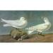 Audubon: Gull. /Nivory Gull (Pagophila Eburnea). Engraving After John James Audubon For His Birds Of America 1827-38. Poster Print by (18 x 24)