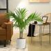 Costa Farms Dune 36" Live Palm Plant in Planter in White | 36 H x 17 D in | Wayfair L-MAJ-P-DBP-01-WF