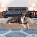 FurHaven Plush & Suede Memory Top Sofa Dog Bed Metal in Brown | 9.5 H x 53 W x 40 D in | Wayfair 65636082