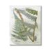 Stupell Industries Vintage Vegetation Various Ferns Floater Canvas Wall Art By Lil' Rue Canvas in White | 48 H x 36 W x 1.5 D in | Wayfair