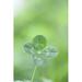 Ebern Designs Four-Leaf Clover - Wrapped Canvas Photograph Metal in Green | 48 H x 32 W x 1.25 D in | Wayfair FB6AF328E7B946DF9D32E923B308E0EF