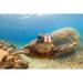 Bay Isle Home™ Turtle by Shanemyersphoto - Wrapped Canvas Photograph Canvas in Blue | 12 H x 18 W x 1.25 D in | Wayfair