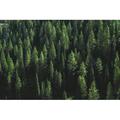 Millwood Pines Pine Tree Forest by Clark Ahlstrom - Wrapped Canvas Photograph Canvas in White | 24 H x 36 W x 1.25 D in | Wayfair