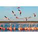 Bay Isle Home™ Flamingos in a Beautiful Blue Lagoon - Wrapped Canvas Photograph Canvas in Blue/Orange | 8 H x 12 W x 1.25 D in | Wayfair