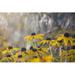 Ebern Designs Yellow Oxeye Daisy - Wrapped Canvas Photograph Metal in Brown/Gray/Yellow | 32 H x 48 W x 1.25 D in | Wayfair