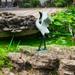 Garden Statue Animal Figurine Crane Sculptures Yard Art Craft Novelty Miniature Bird Statues for Porch Swimming Pool Backgard Pond Gift 27cm